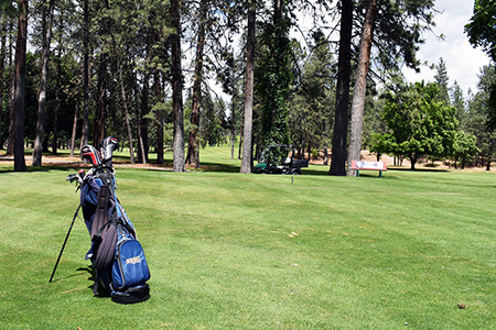 A golf bag stand on the green with tall pine trees in the background